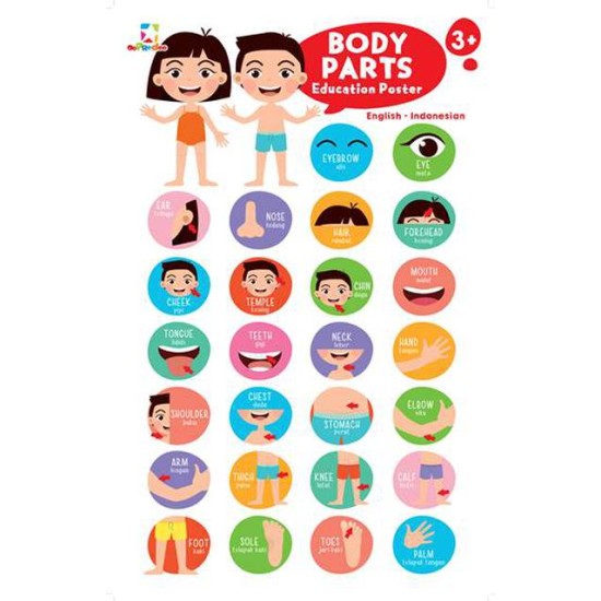 Education Poster: Body Parts & Body Organs