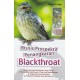 Bisnis Prospektif Penangkaran Blackthroat