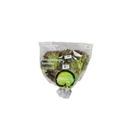 Amazing Farm Lolorosa Lettuce Aeroponik 200gr Amazing Farm Lolorosa Lettuce Aeroponik 200gr